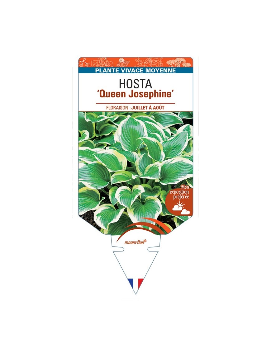 HOSTA Queen Josephine