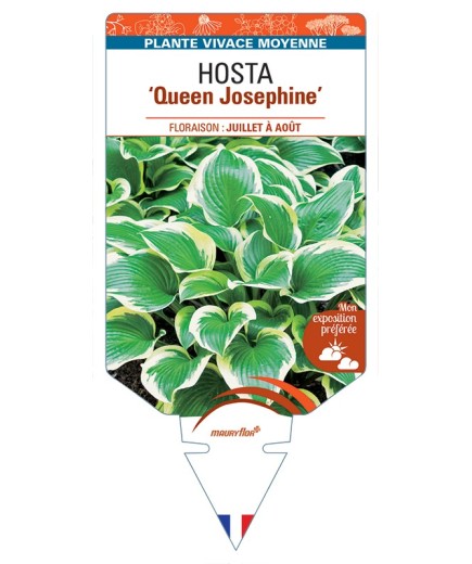 HOSTA Queen Josephine