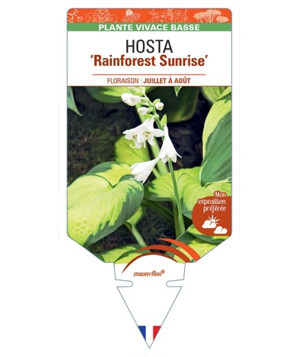 HOSTA Rainforest Sunrise