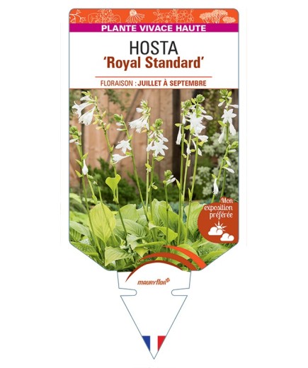 HOSTA Royal Standard