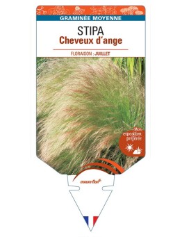 STIPA (tenuifolia) CHEVEUX D'ANGE *