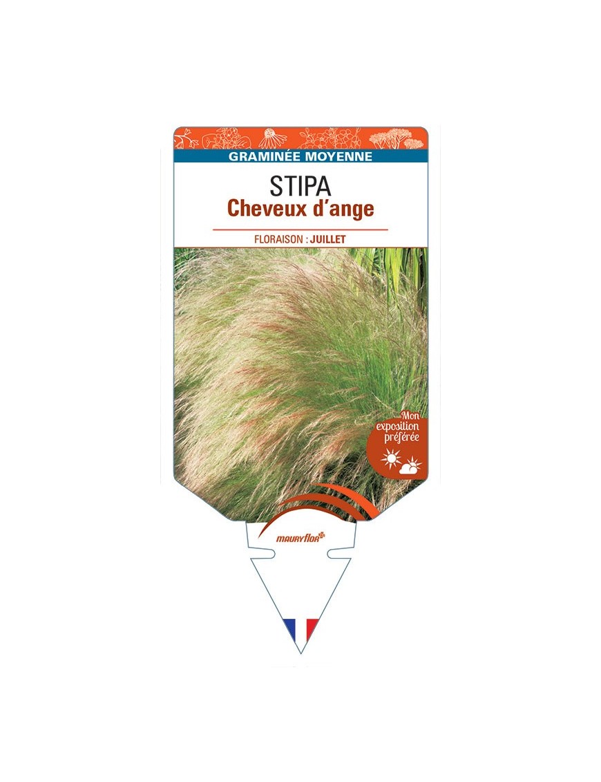 STIPA (tenuifolia) CHEVEUX D'ANGE *