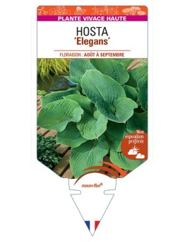 HOSTA Sieboldiana Elegans