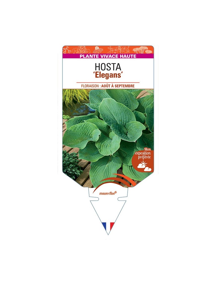 HOSTA Sieboldiana Elegans