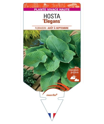 HOSTA Sieboldiana Elegans