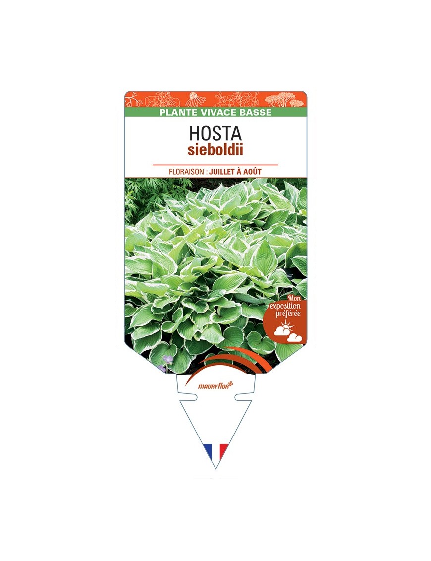 HOSTA sieboldii