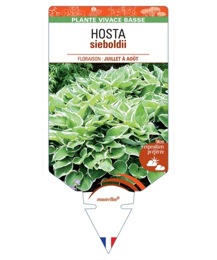HOSTA sieboldii