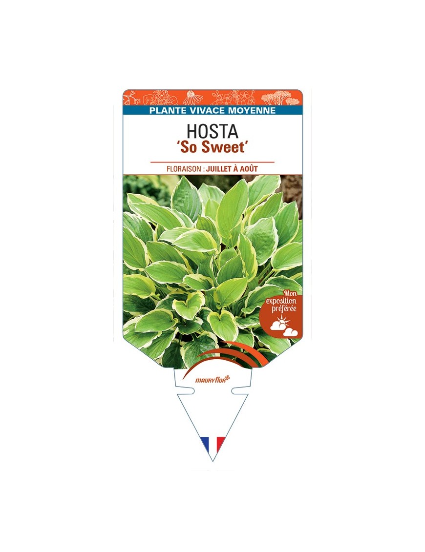 HOSTA So Sweet