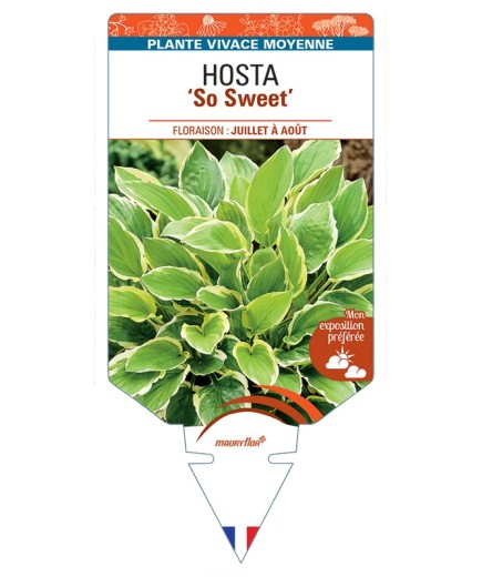 HOSTA So Sweet