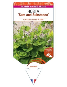 HOSTA Sum and Substance