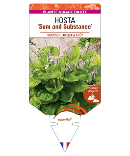 HOSTA Sum and Substance