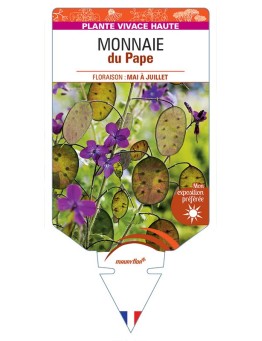 LUNARIA annua voir MONNAIE du Pape *