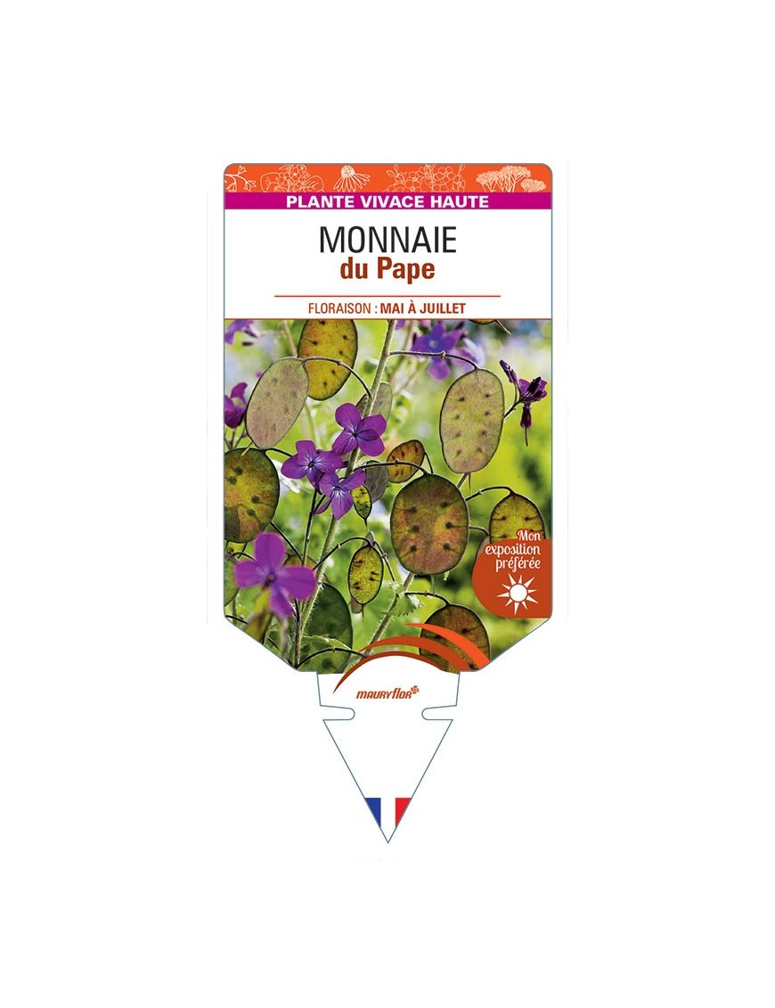 LUNARIA annua voir MONNAIE du Pape *