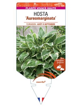 HOSTA ventricosa Aureomarginata