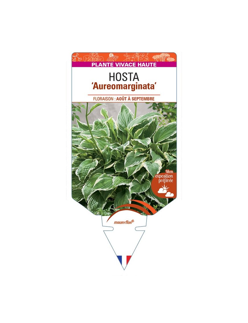 HOSTA ventricosa Aureomarginata