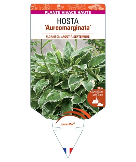 HOSTA ventricosa Aureomarginata
