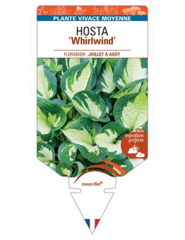 HOSTA Whirlwind