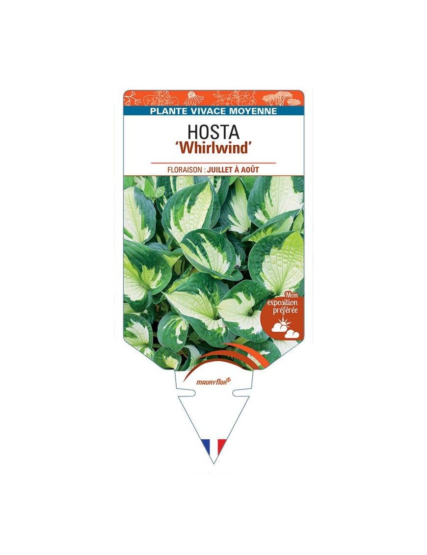 HOSTA Whirlwind