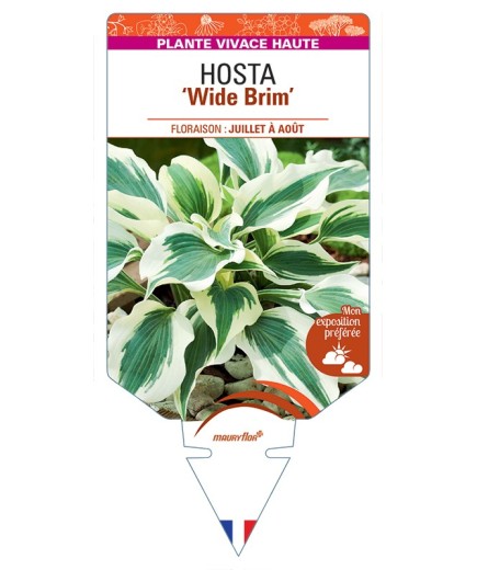 HOSTA Wide Brim