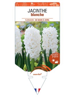 HYACINTHUS orientalis voir Jacinthe (blanc)