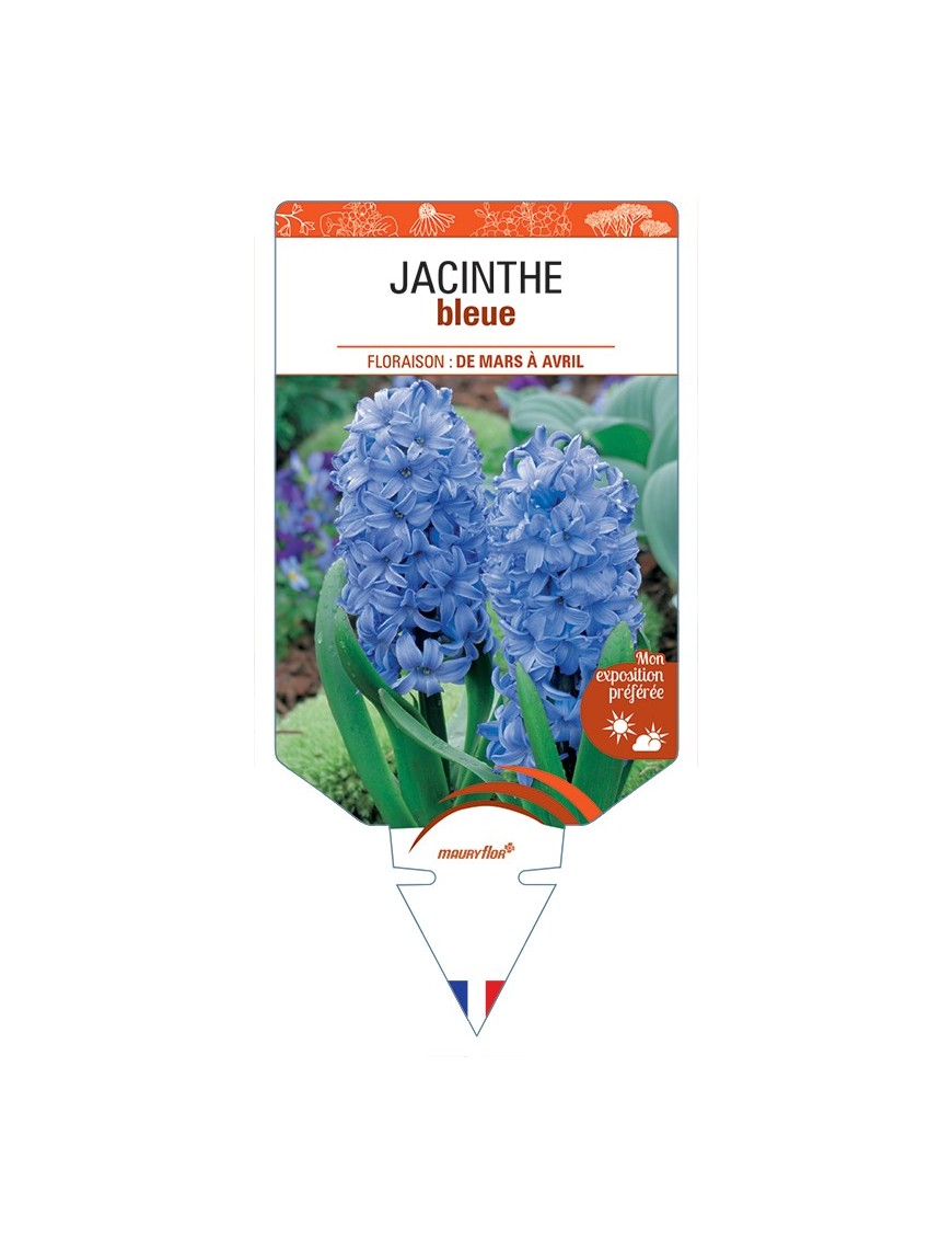 HYACINTHUS orientalis voir Jacinthe (bleu)
