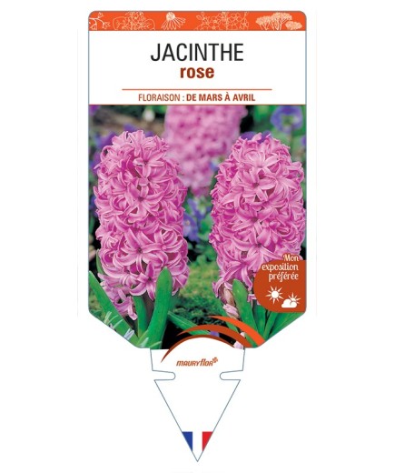 HYACINTHUS orientalis voir Jacinthe (rose)