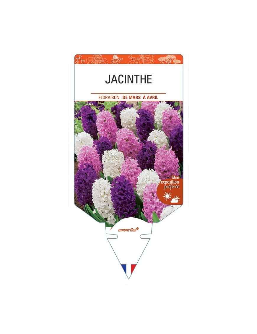 HYACINTHUS orientalis voir Jacinthe (varié)
