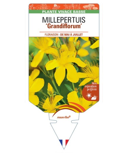 HYPERICUM polyphyllum Grandiflorum voir Millepertuis