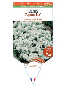 IBERIS (sempervirens) Appen-Etz