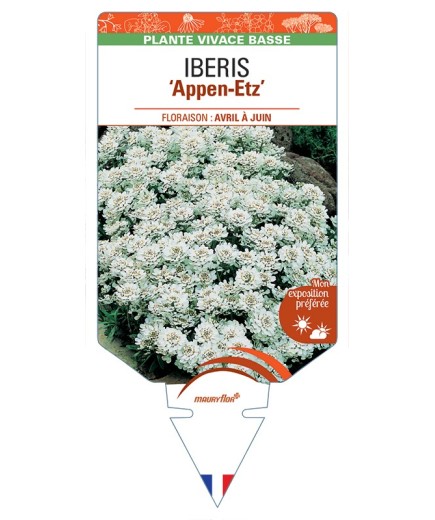 IBERIS (sempervirens) Appen-Etz
