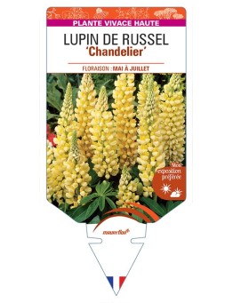 LUPINUS 'Chandelier' voir LUPIN DE RUSSEL (jaune) *