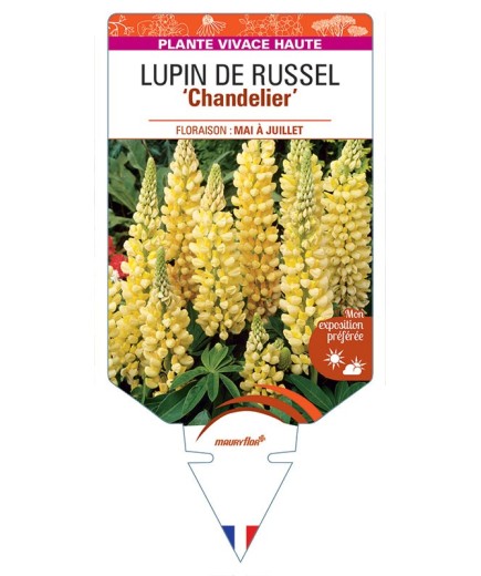 LUPINUS 'Chandelier' voir LUPIN DE RUSSEL (jaune) *