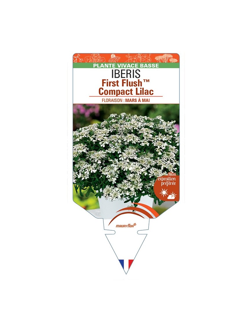 IBERIS (sempervirens) First FlushTM Compact Lilac