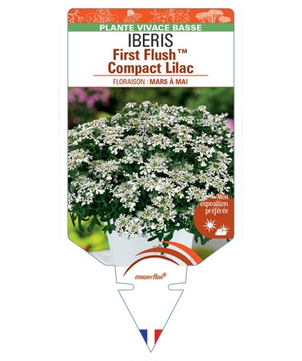 IBERIS (sempervirens) First FlushTM Compact Lilac