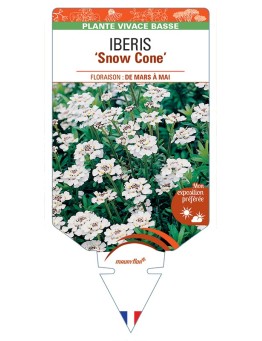 IBERIS (sempervirens) Snow Cone