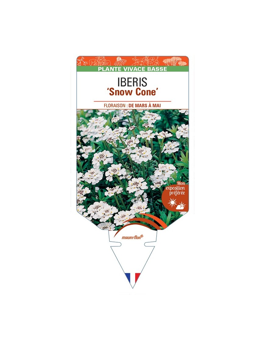 IBERIS (sempervirens) Snow Cone