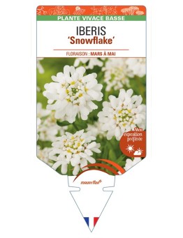 IBERIS (sempervirens) Snowflake