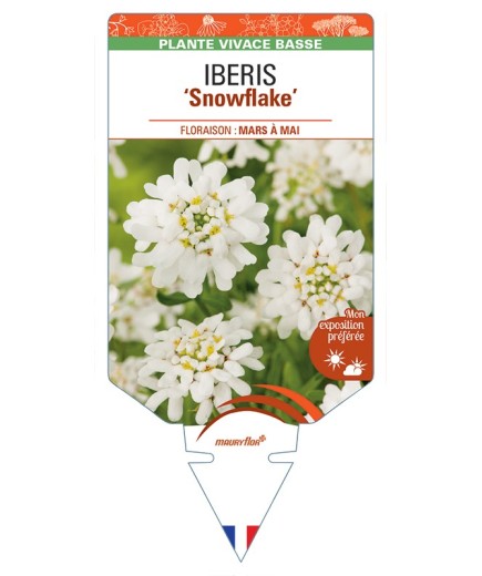 IBERIS (sempervirens) Snowflake