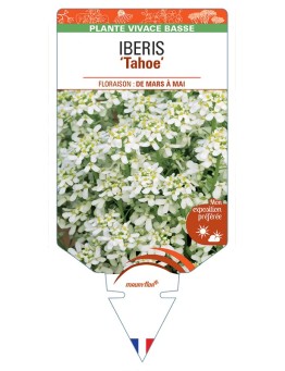 IBERIS (sempervirens) Tahoe