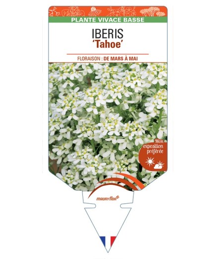 IBERIS (sempervirens) Tahoe