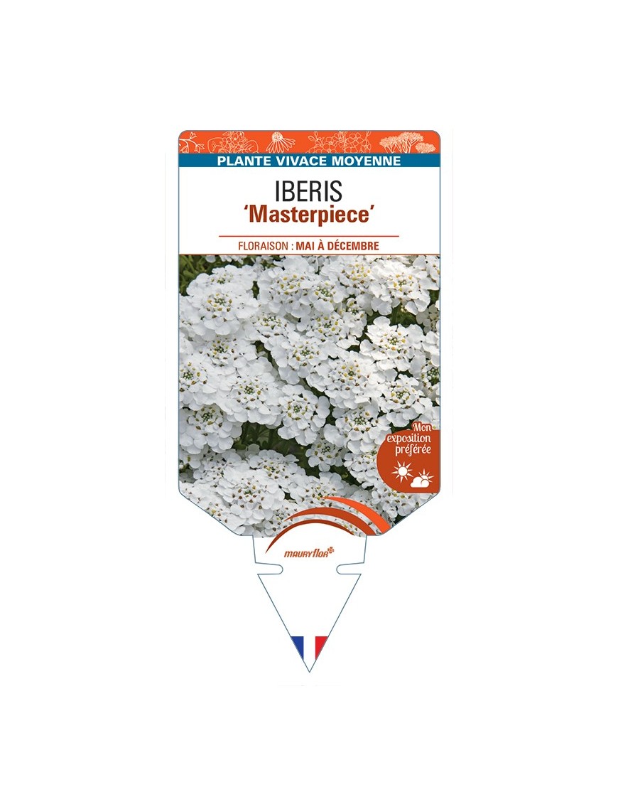IBERIS Masterpiece