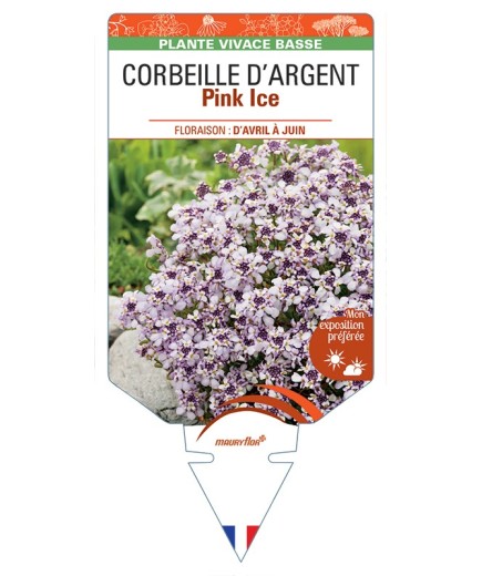 IBERIS sempervirens Pink Ice voir Corbeille d'Argent