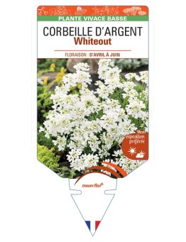 IBERIS sempervirens Whiteout voir Corbeille d'Argent
