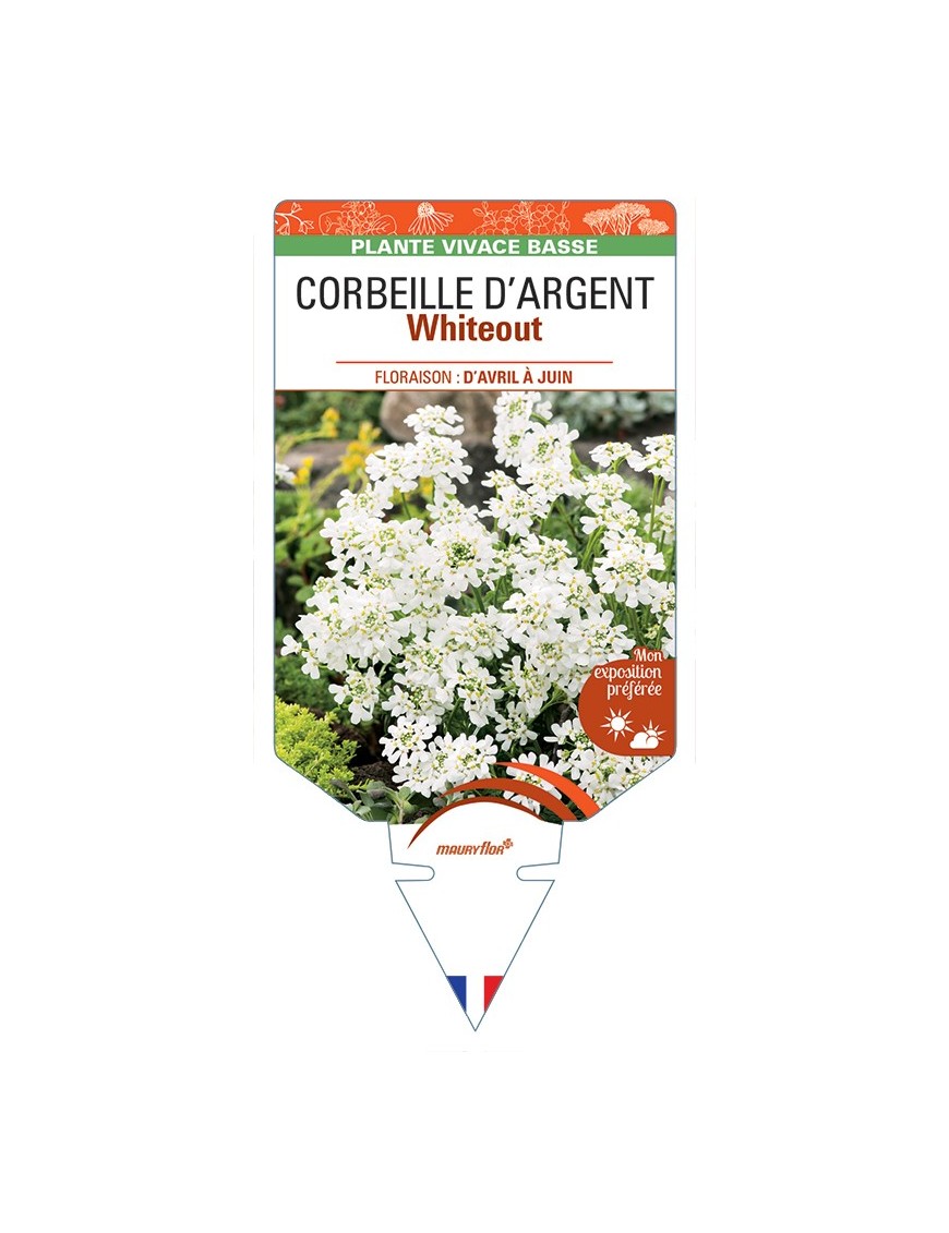 IBERIS sempervirens Whiteout voir Corbeille d'Argent