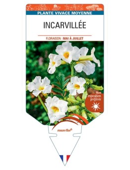 INCARVILLEA DELAVAYI (blanc)