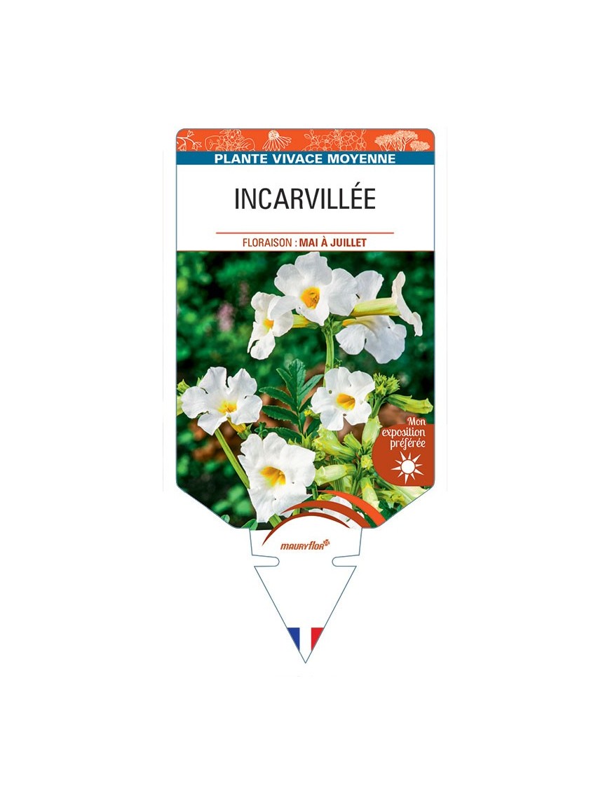 INCARVILLEA DELAVAYI (blanc)