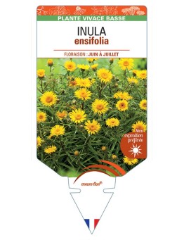 INULA ENSIFOLIA (à feuilles récurvées)