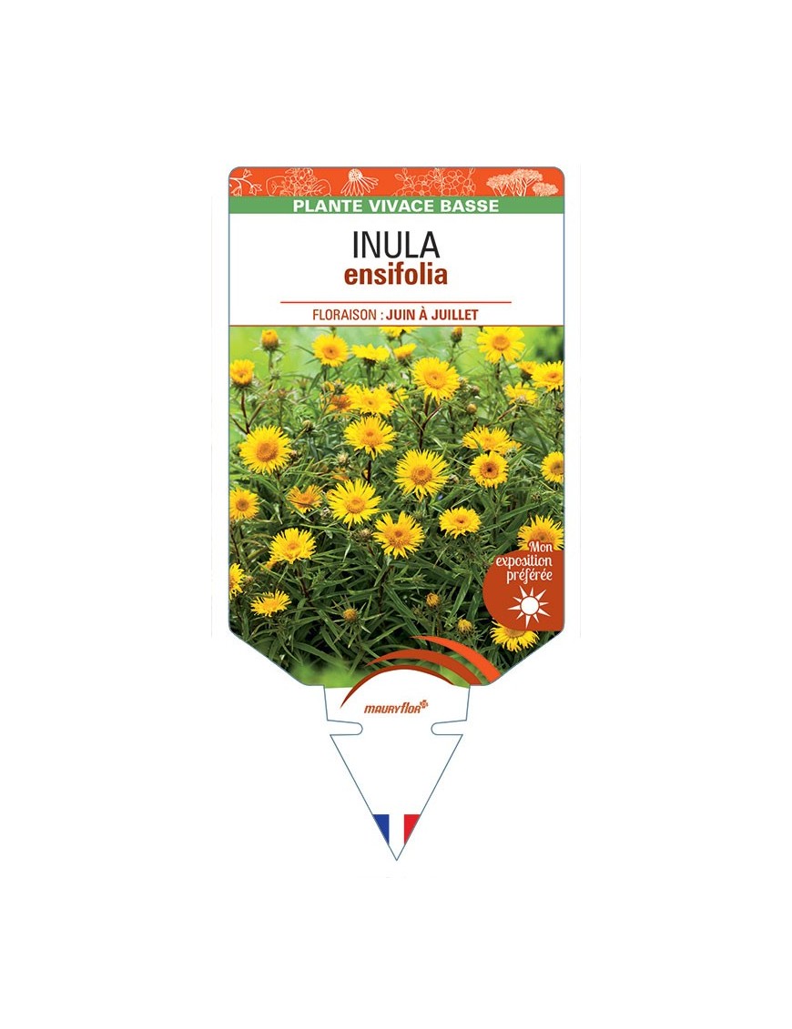 INULA ENSIFOLIA (à feuilles récurvées)