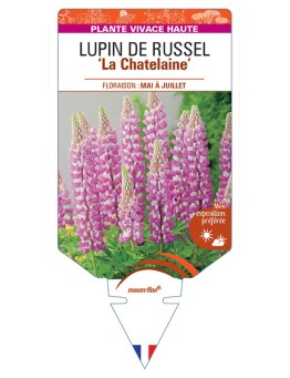 LUPINUS 'La Châtelaine' voir LUPIN DE RUSSEL (rose) *