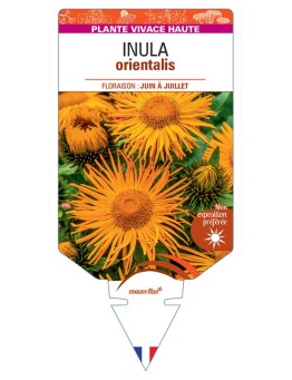INULA ORIENTALIS